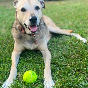 Fundraising Page: Laura Brown